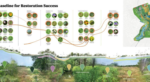 The design team’s ecological surveys, including floral transects and aquatic habitat mapping, identified 14 habitat types across the Arboretum, guiding the design and informing adaptive management strategies to track restoration success over time.
