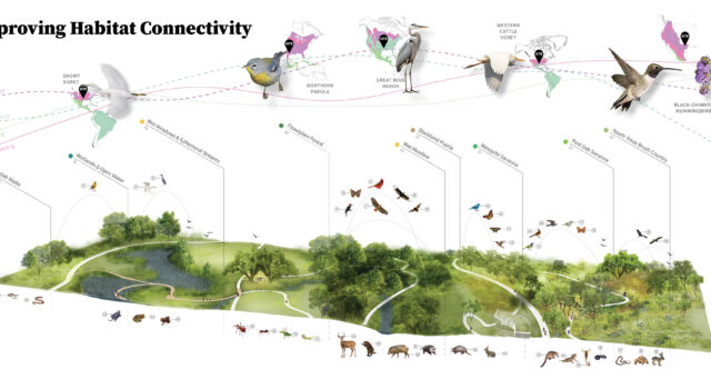 The Arboretum’s Restoration Management Plan sets goals for habitat functionality and identifies key drivers for restoration of soil, hydrologic processes, and recruitment of native plant species to benefit resident and migratory species.