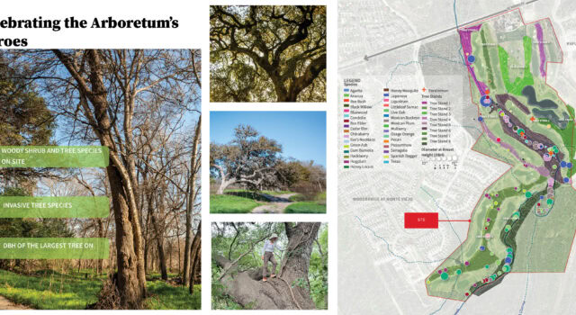 The Arboretum hosts over 30 woody species, with more than 70% of the site covered by forest canopy. Notable specimens include large-caliper live oaks, cedar elms, and pecans, some reaching up to 75 inches in circumference.